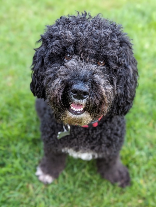 Best little dog in the whole wide world